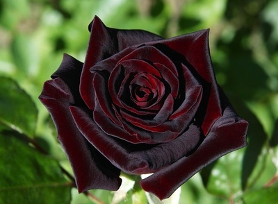 黑玫瑰