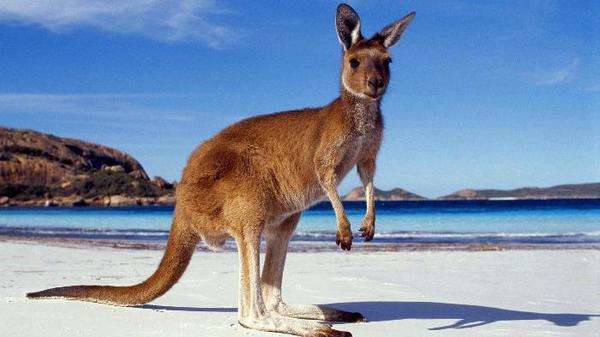 Junior Kangaroo