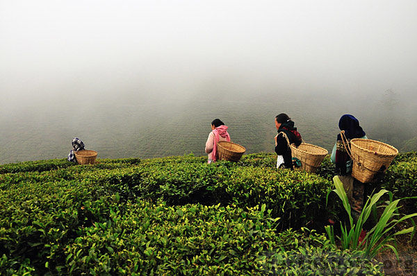 大吉岭红茶（Darjeeling）